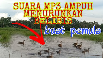SUARA AMPUH MENURUNKAN BELIBIS MP3 BUAT PEMULA