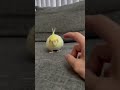 Cockatiel Affection