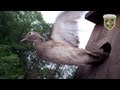 Wood Duck Box Conservation Wood Duck Box Conservation