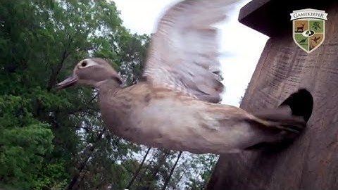 Wood Duck Box Conservation