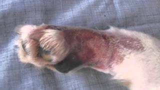 Alabama Rot by Vet's Klinic 76,712 views 8 years ago 4 minutes, 53 seconds