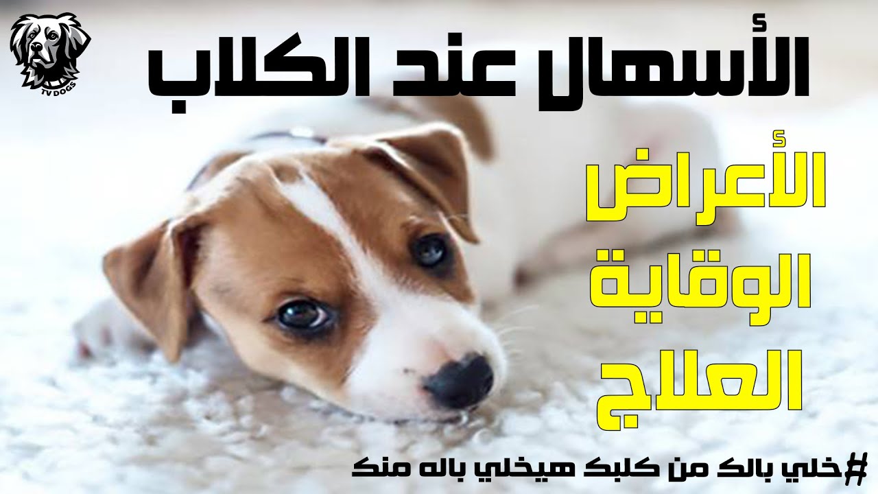 الاسهال عند الكلاب علاج الاسهال عند الكلاب الوقاية من الاسهال عند الكلاب سامر غازي