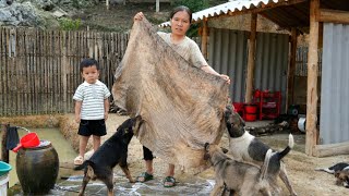 A single mother's life in the forest – Processing a massive buffalo hide, living with dogs and goats