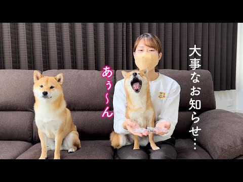 大事なお知らせ中なのにゲップとあくびをする柴犬が可愛い