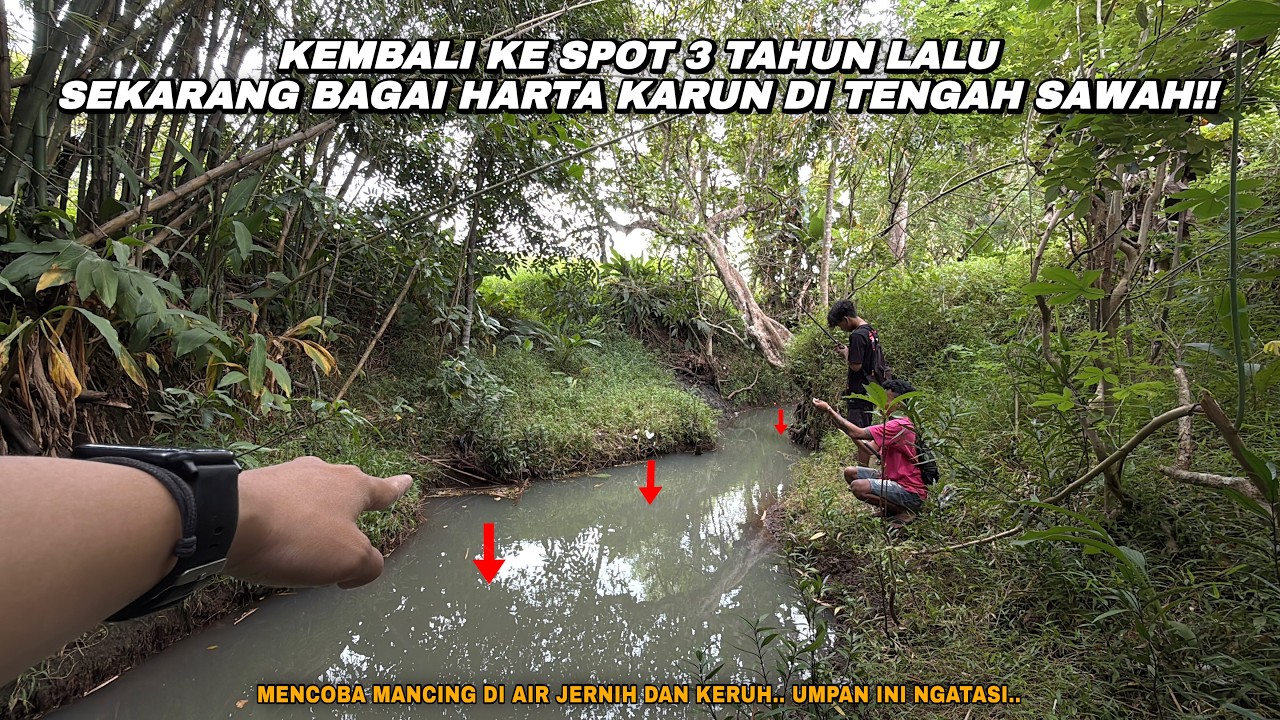 UMPAN ANDALAN BUAT AIR JERNIH DAN KERUH!! Mancing wader teknik kumbul umpan rasbora di sungai kecil