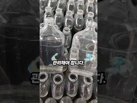 태국의 특이한 물고기 양식 방법
