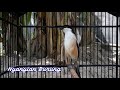 Pancingan Cendet Paling Ampuh Atasi Cendet Bisu Dan Miyik Mp3 - Mp4 Download