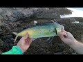 Mahi-Mahi (Dorado) Live strike on Duo Tide Minnow Slim 140 - Lampuga