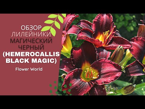 Vídeo: Uso Medicinal Do Hemerocallis