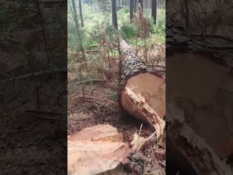 ผลสลากกินแบ่งรัฐบาล วันที่ 1 พย. 2567