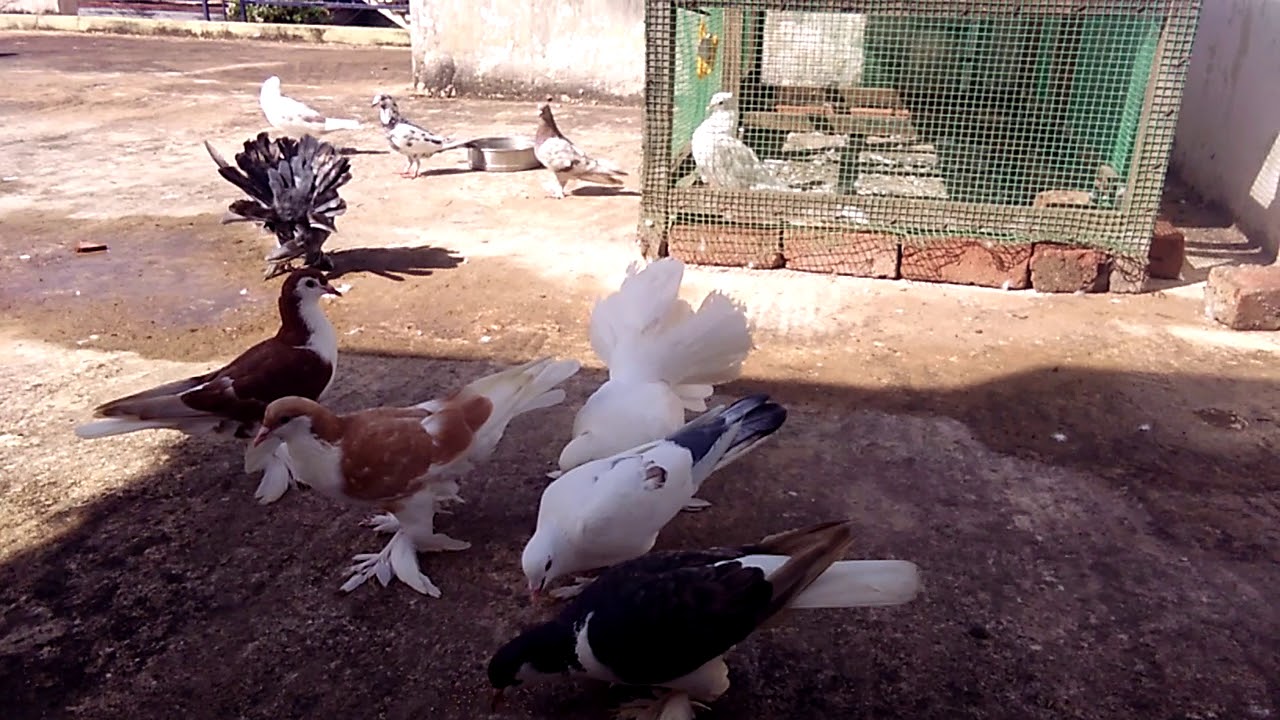 How to train your pigeons to eat in hands YouTube