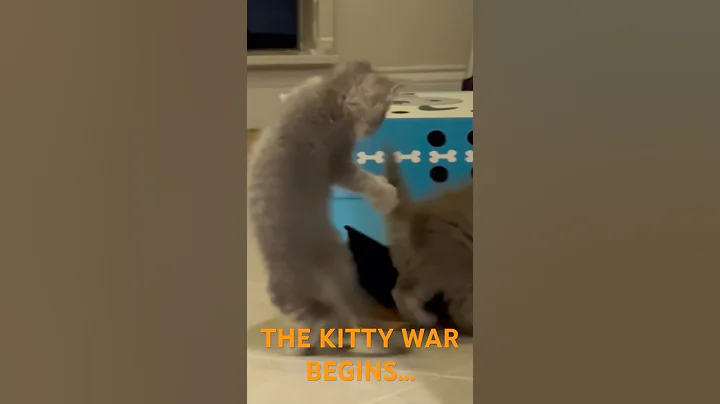 Watch the video about THE KITTY WAR BEGINS… Day 1 #short #shorts #shortvideo #shortsvideo #shortfeed #shortsfeed #kitten