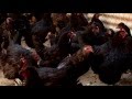 INTA Chubut - Abriendo Tranqueras - Huevos verdes, gallinas ancestrales