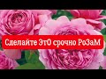 РОЗЫ 🌹. СДЕЛАЙТЕ ЭТО, У РОЗ ПЕРВОГОДОК НУЖНО СРОЧНО УБРАТЬ БУТОНЫ!!!