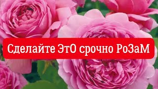 РОЗЫ 🌹. СДЕЛАЙТЕ ЭТО, У РОЗ ПЕРВОГОДОК НУЖНО СРОЧНО УБРАТЬ БУТОНЫ!!!