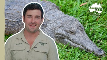 Becoming a reptile keeper | Australia Zoo Life