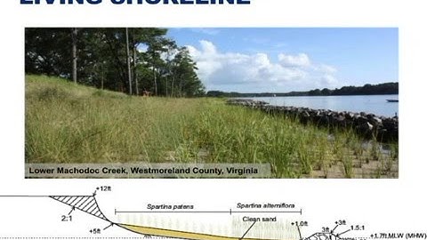 Shoreline Protection with Vegetation by Yonqian Yang (Virginia Tech)