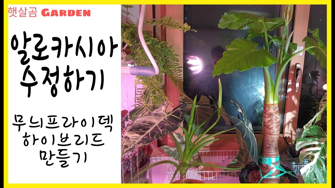 초보 제라늄 가지치기ㅣPruning Pelargonium_Beginner - Youtube