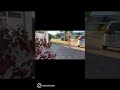 犬の散歩の基本。主導権。#shorts