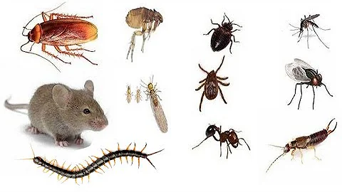 ¿Qué mata a los insectos de forma natural?