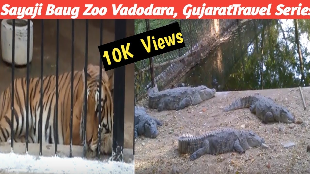 Sayaji Baug Zoo Only Animals Vadodara Gujarat Travels Tigers Crocodiles Lion Many More Animals Youtube It has shows in hindi. sayaji baug zoo only animals vadodara gujarat travels tigers crocodiles lion many more animals