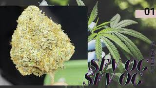 ‼️SFV OG Review ‼️🔥