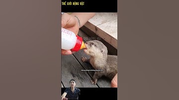 Rái cá mẹ thông minh cầu cứu chàng trai tốt bụng. #shortvideo #shorts  #thegioidongvat.