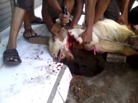 Kambing qurban menangis saat  dipotong 2013 YouTube