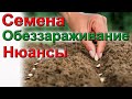 Обеззараживание семян Шутки в сторону!