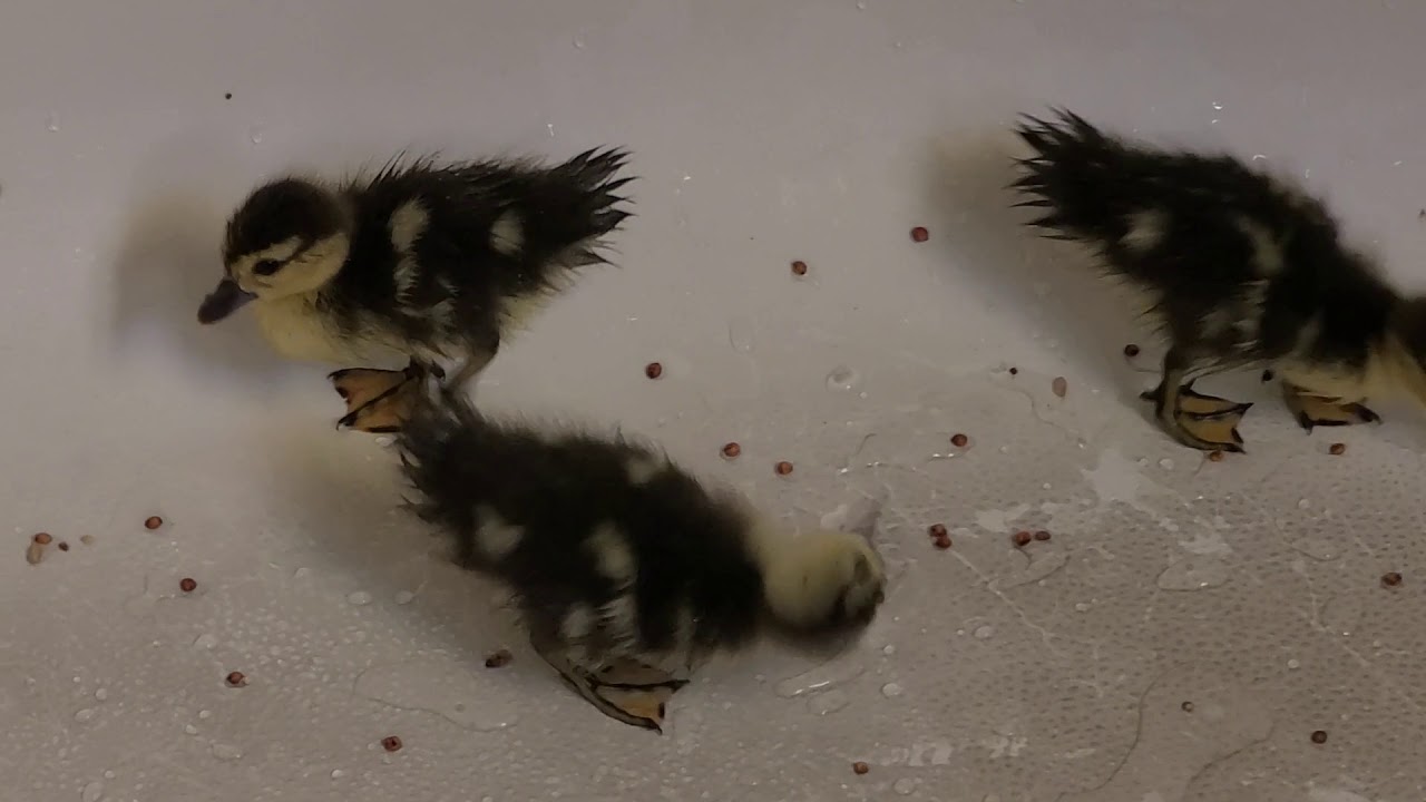 Muscovy ducklings pecking seeds in a bathtub YouTube