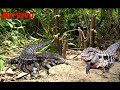 Pegando Teiú/Teju Lagarto AO-VIVO Na Armadilha