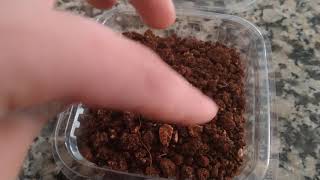 Çilek Çimlendirme İlk Gün