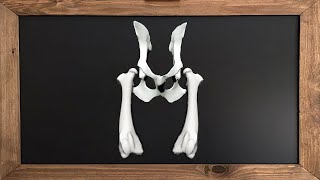 Hip Dysplasia in Dogs