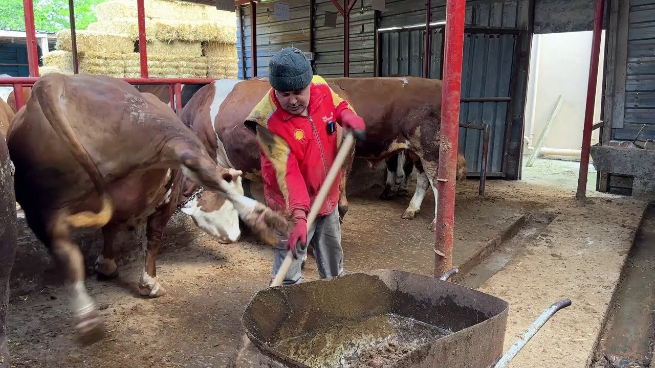 KURBANLIK BAKIMI #6 2025