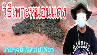 วธีเพาะหนอนแดง เพื่อเป็นอาหารปลากัด ปลาสวยงาม