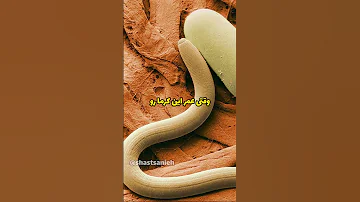 این کرم 42 هزار سال سن داره 
