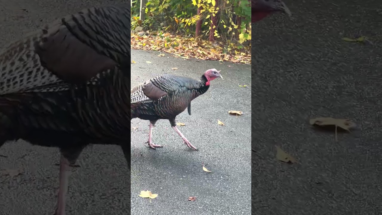 Trying to Communicate with a Wild Turkey