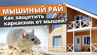 Каркасный дом — рай для мышей, тараканов и муравьев! / Как защитить дом?