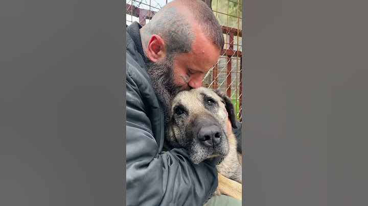 Achilles ❤️‍🩹 #dogrescueshelter #emotional #rescuingdogs #dogs #humanitarianhelp #animalsinneed