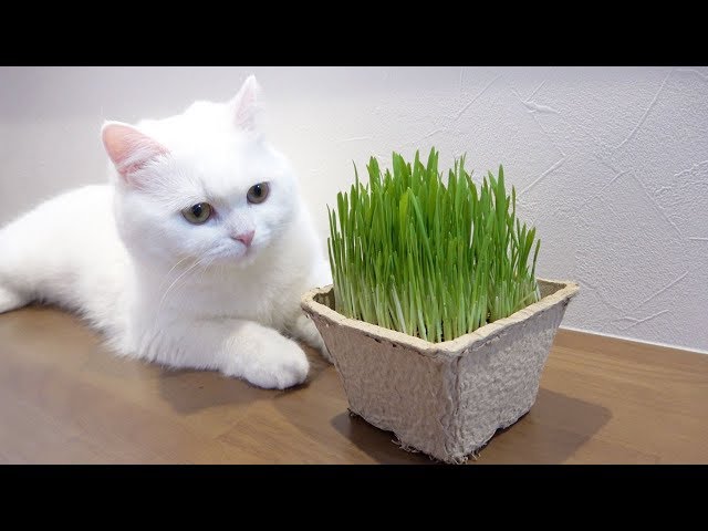 うちの猫の猫草の食べ方が独特で可愛い…！