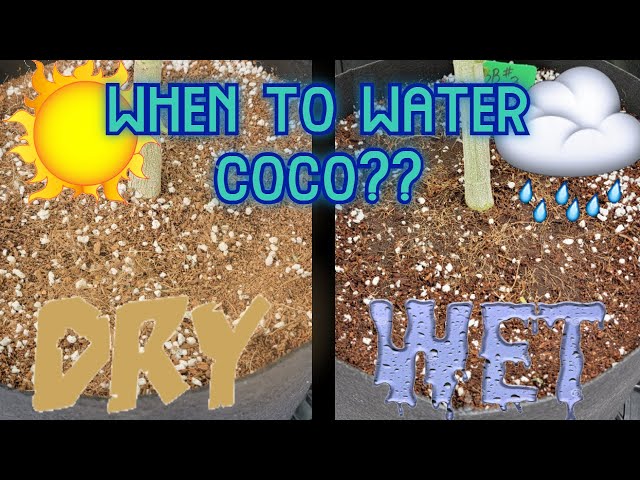 How to Water Coco Coir, When to Water - Small & Large Pots class=