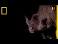 Vampire Bat vs. Wrinkle Bat | National Geographic