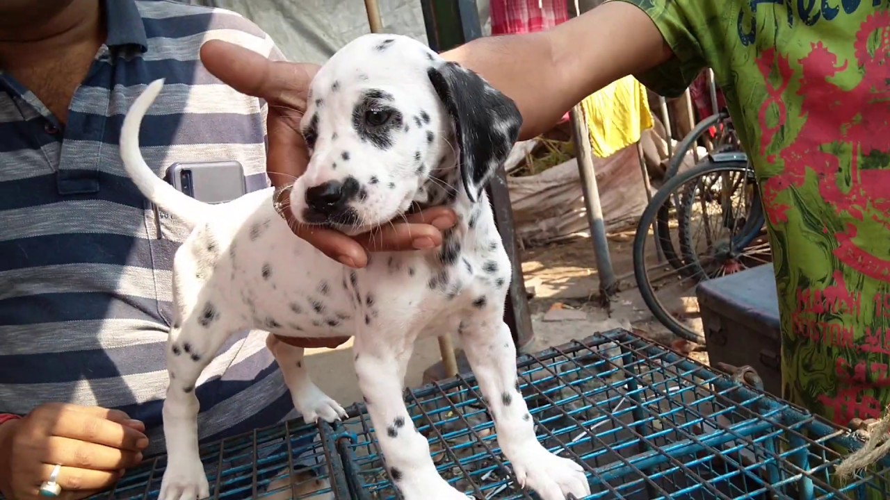 Rare Dalmatian Lab Culture Pom More Puppies For You At Galiff