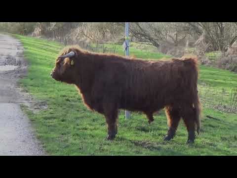 Een korte wandeling in de Broekpolder bos bij Vlaardingen