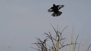 Knipolegus aterrimus / Viudita Trinadora / White-winged Black-Tyrant