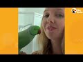 Sweet Little Parrot Gets A Baby Sister Who’s The Total Opposite | The Dodo Mp3 Song