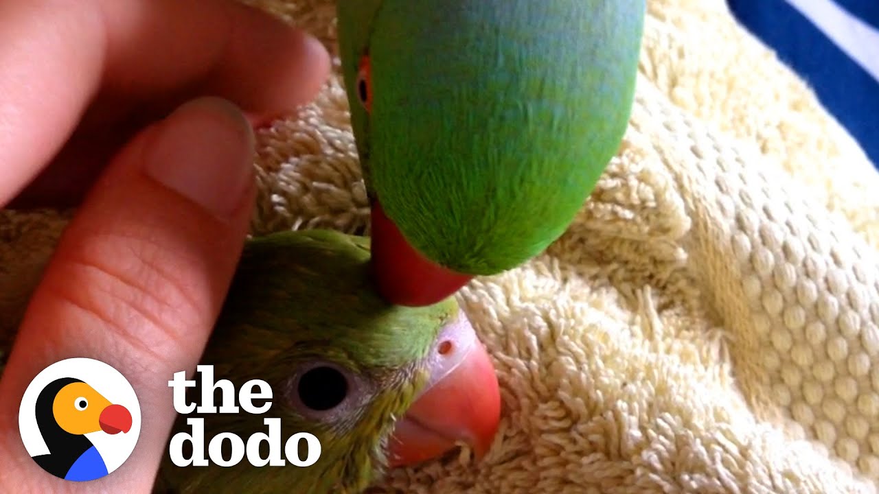 Sweet Little Parrot Gets A Baby Sister Whos The Total Opposite  The Dodo