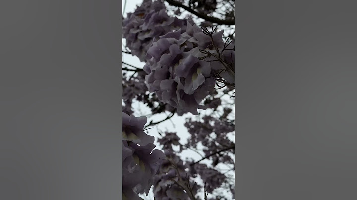 #paulownia tomentosa #Blauglockenbaum #shorts