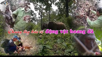 CHUNG TAY BẢO VỆ ĐỘNG VẬT HOANG DÃ