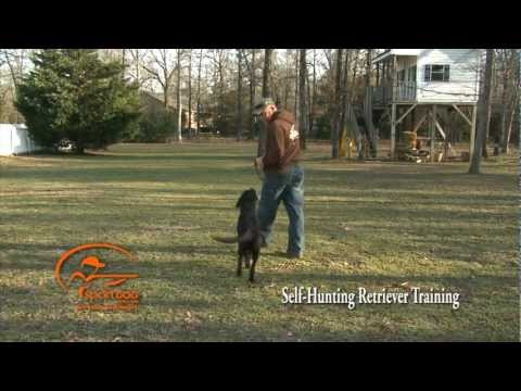 vid-1-self-retriever-training---full-series-retriever-training---lead-training-sit---here---heel